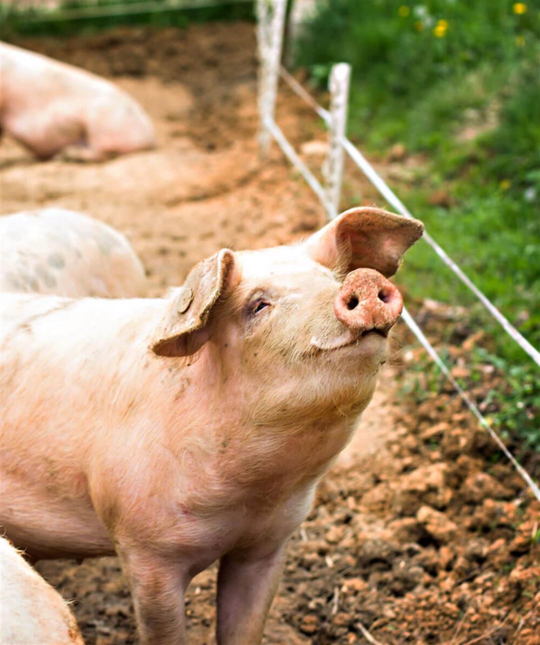 Landejendom til salg: Sådan sælger du din landejendom