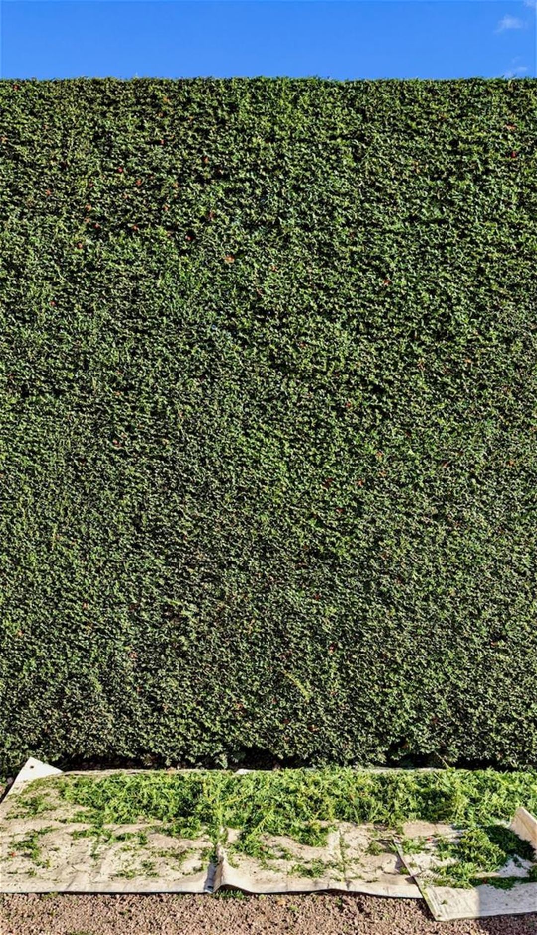 4 grunde til at bruge en hækkeklipper