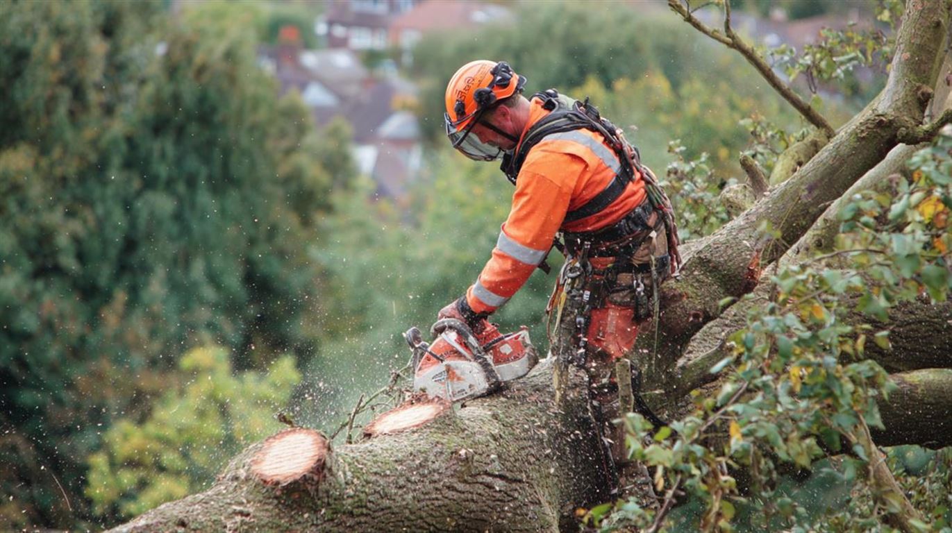 Træfældning i snekkersten - din guide til sikker og effektiv træpleje