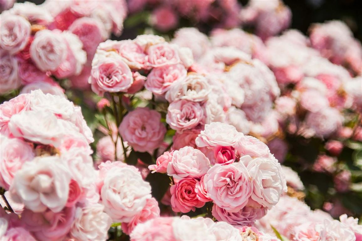 Bestil blomster online - den ultimative guide